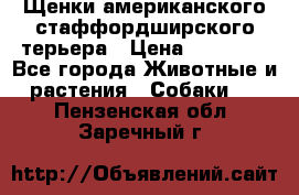 Щенки американского стаффордширского терьера › Цена ­ 20 000 - Все города Животные и растения » Собаки   . Пензенская обл.,Заречный г.